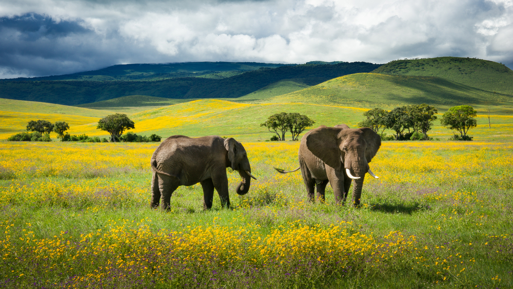 Seven Must-Visit African Safari Destinations – Mercury Blog