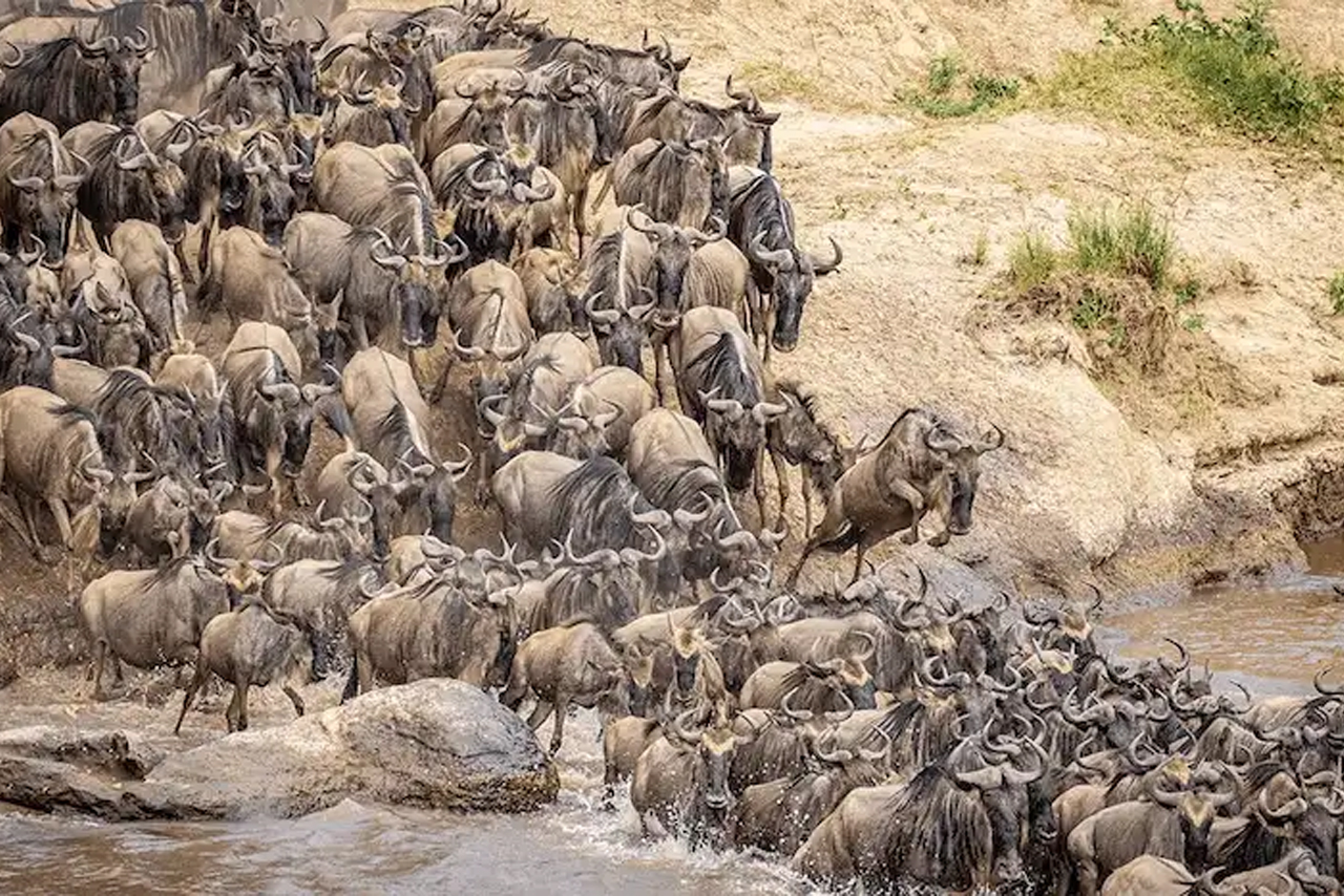 Masai Mara Safari  